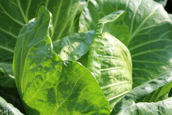 包菜為什么會苦 三個原因?qū)е? alt=