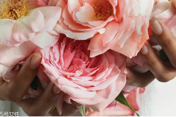 fresh玫瑰水怎么辨真假 馥蕾詩玫瑰水真假分辨 fresh玫瑰水怎么辨真假 馥蕾詩玫瑰水真假分辨