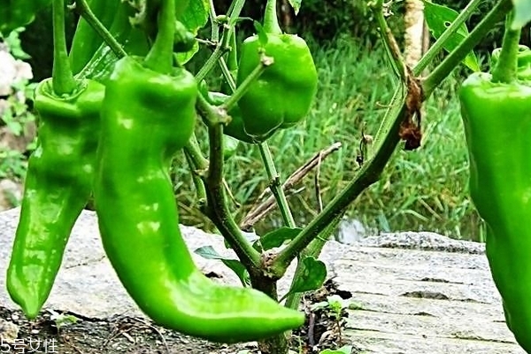 青椒為什么不辣 品種原因 青椒為什么不辣 品種原因