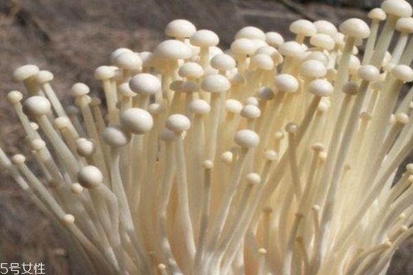金針菇為什么有酒味 因為發(fā)酵了 金針菇為什么有酒味 因為發(fā)酵了