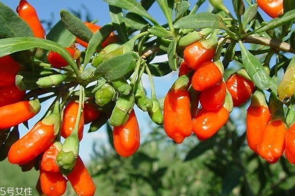 女人變老有什么特征 牙齒容易變臟也是征兆 女人變老有什么特征 牙齒容易變臟也是征兆