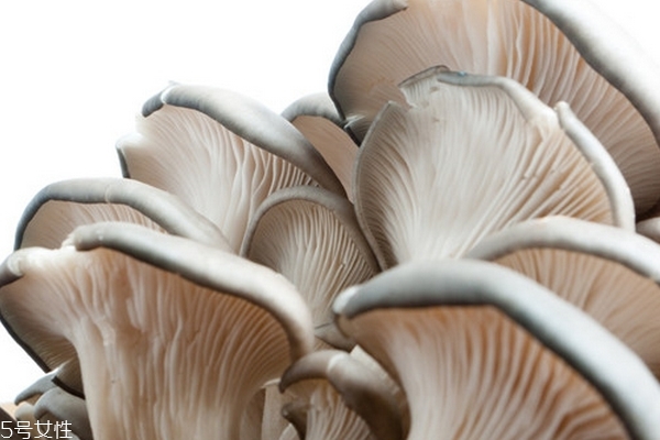 蘑菇需要焯水嗎 焯水更好吃 蘑菇需要焯水嗎 焯水更好吃