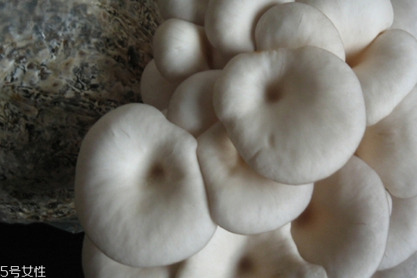 蘑菇需要炒多久 不超過(guò)十分鐘