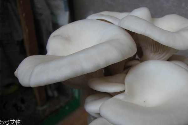 蘑菇需要炒多久 不超過十分鐘 蘑菇需要炒多久 不超過十分鐘