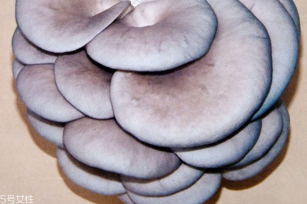蘑菇需要炒多久 不超過十分鐘 蘑菇需要炒多久 不超過十分鐘
