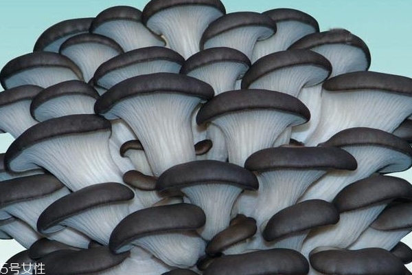 蘑菇怎么挑選 掌握這幾點就行 蘑菇怎么挑選 掌握這幾點就行