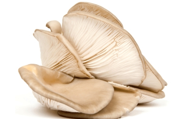 蘑菇怎么挑選 掌握這幾點就行 蘑菇怎么挑選 掌握這幾點就行