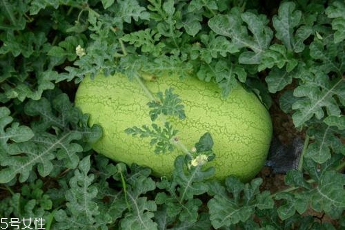 西瓜沒(méi)熟是什么聲音 猶如拍打額頭的聲音 西瓜沒(méi)熟是什么聲音 猶如拍打額頭的聲音