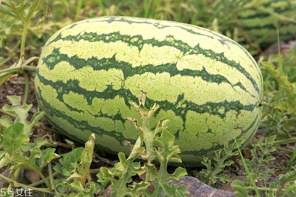 西瓜沒(méi)熟是什么聲音 猶如拍打額頭的聲音 西瓜沒(méi)熟是什么聲音 猶如拍打額頭的聲音