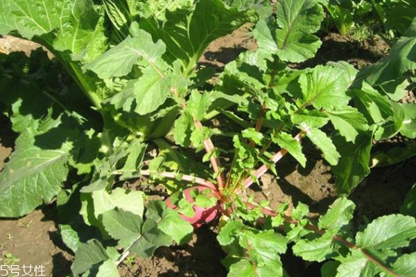 紅蘿卜治痛風嗎 有輔助效果 紅蘿卜治痛風嗎 有輔助效果