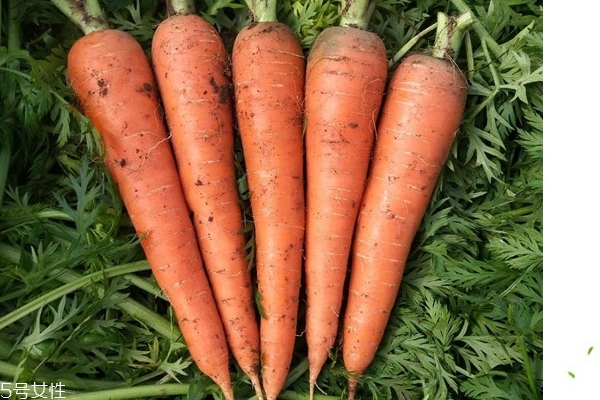 胡蘿卜為什么對(duì)眼睛好 因?yàn)檫@個(gè)成分 胡蘿卜為什么對(duì)眼睛好 因?yàn)檫@個(gè)成分