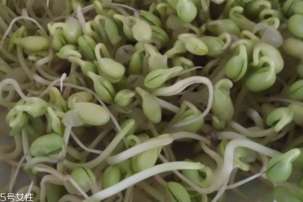 豆芽怎么洗 這樣洗最干凈 豆芽怎么洗 這樣洗最干凈