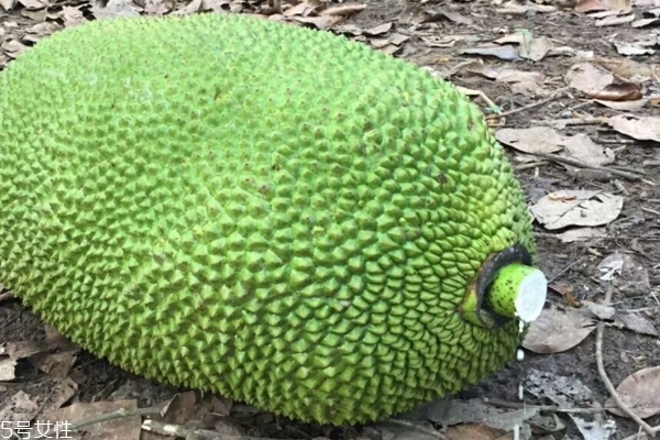 菠蘿蜜怎么切 看完你就學(xué)會(huì)了 菠蘿蜜怎么切 看完你就學(xué)會(huì)了