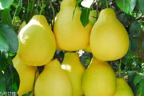 柚子什么形狀的好吃 別買(mǎi)長(zhǎng)的奇怪的 柚子什么形狀的好吃 別買(mǎi)長(zhǎng)的奇怪的