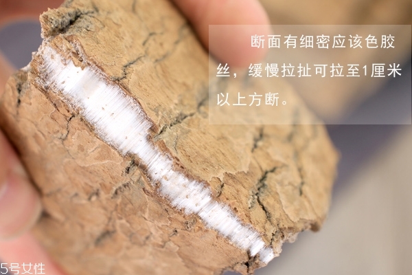 杜仲怎么煲湯 教你幾個搭配 杜仲怎么煲湯 教你幾個搭配