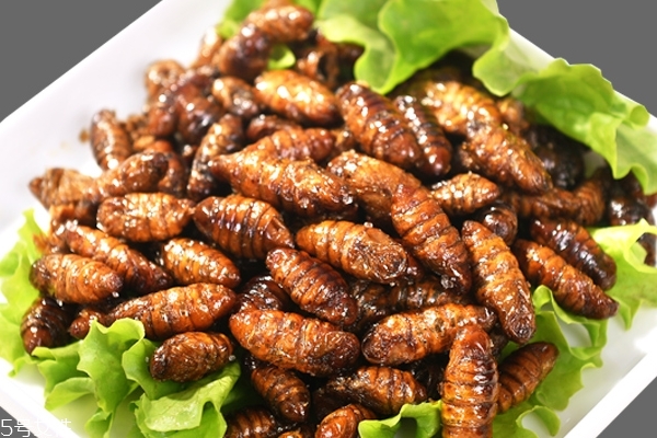 蠶蛹的功效與作用 功效多多 蠶蛹的功效與作用 功效多多