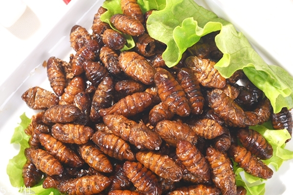 蠶蛹的功效與作用 功效多多 蠶蛹的功效與作用 功效多多