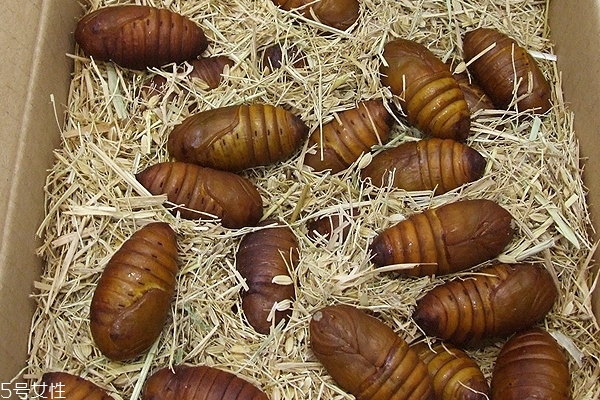 蠶蛹是發(fā)物嗎 屬于發(fā)物 蠶蛹是發(fā)物嗎 屬于發(fā)物