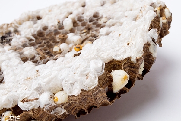 蜂蛹可以放多久 不宜長期保存 蜂蛹可以放多久 不宜長期保存