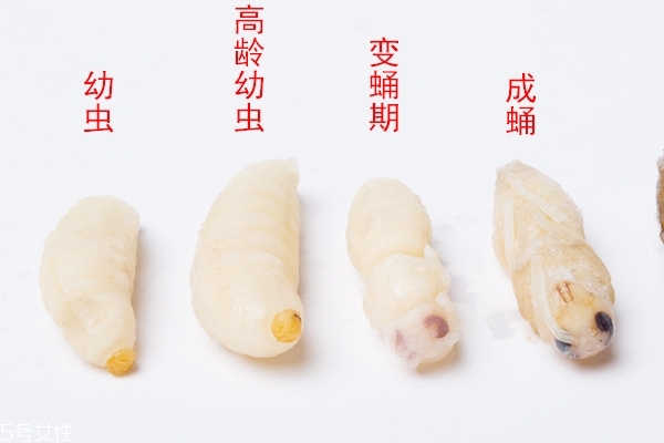 蜂蛹可以放多久 不宜長期保存 蜂蛹可以放多久 不宜長期保存