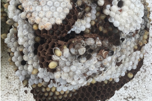 蜂蛹可以釣魚嗎 魚類愛吃的餌料 蜂蛹可以釣魚嗎 魚類愛吃的餌料