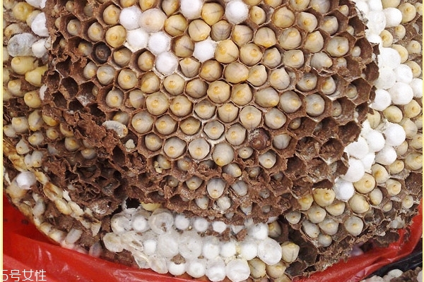 蜂蛹可以釣魚嗎 魚類愛吃的餌料 蜂蛹可以釣魚嗎 魚類愛吃的餌料