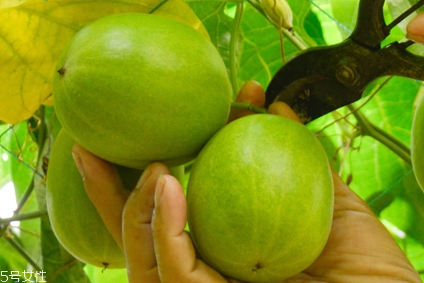 羅漢果為什么這么甜 是因為這個成分 羅漢果為什么這么甜 是因為這個成分