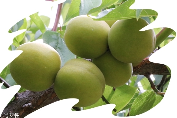 話梅會(huì)不會(huì)長(zhǎng)胖 過量會(huì)發(fā)胖