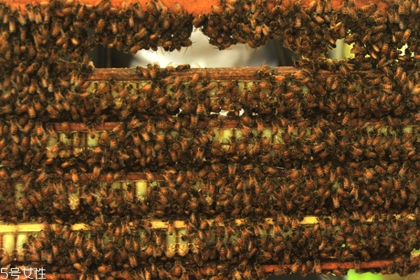 蜂王漿怎么做面膜 按這個步驟來 蜂王漿怎么做面膜 按這個步驟來