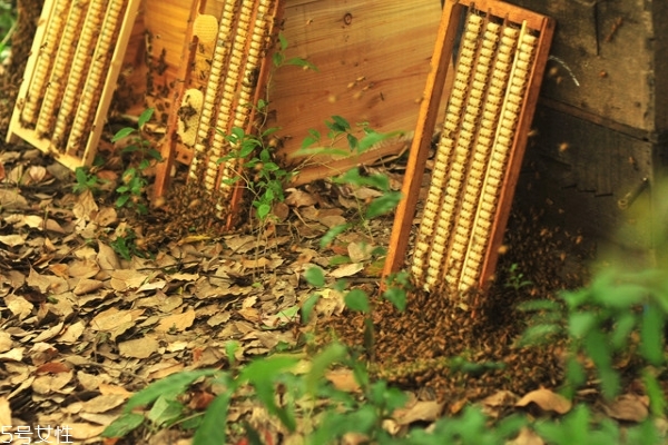 蜂王漿怎么做面膜 按這個步驟來 蜂王漿怎么做面膜 按這個步驟來