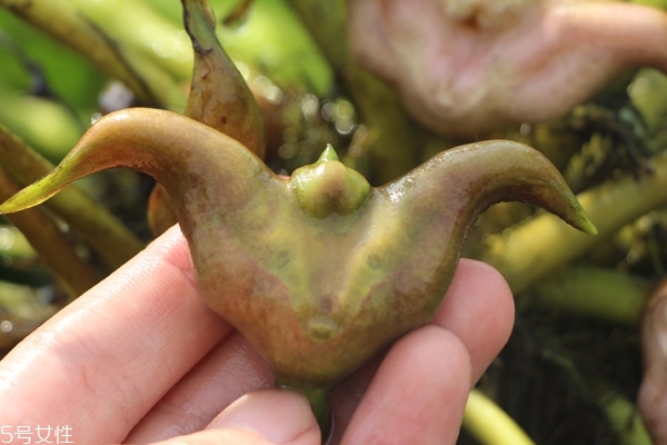 菱角怎么種 這樣種才是對的 菱角怎么種 這樣種才是對的