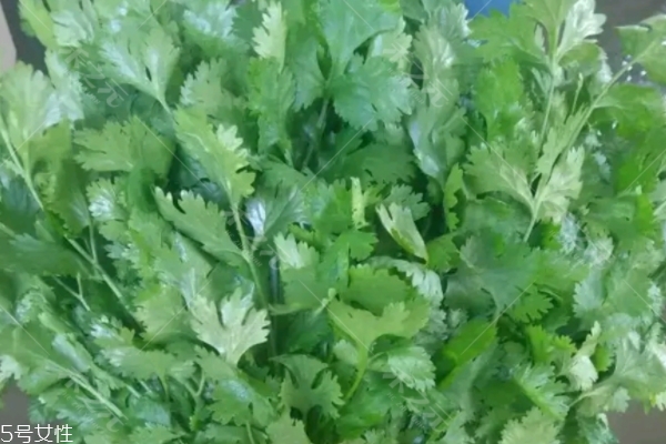 香菜為什么這么貴 有3個原因 香菜為什么這么貴 有3個原因