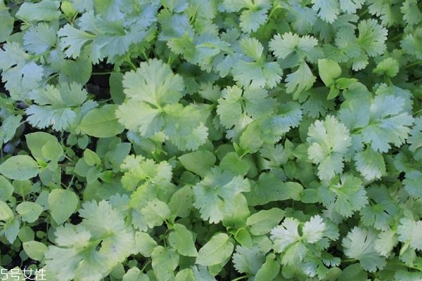 香菜為什么這么貴 有3個原因 香菜為什么這么貴 有3個原因