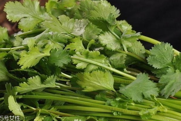 香菜怎么種植 其實(shí)不復(fù)雜 香菜怎么種植 其實(shí)不復(fù)雜