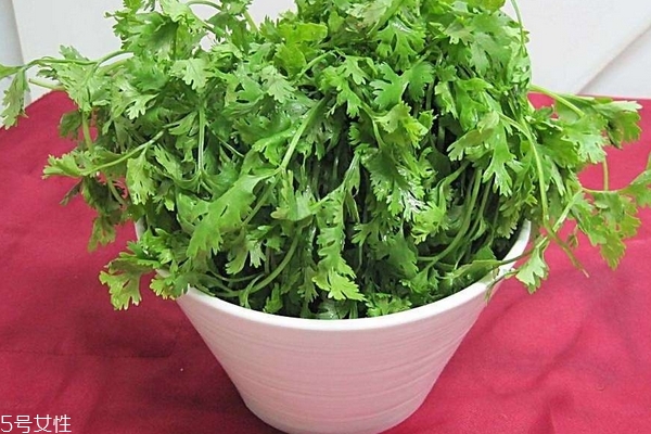 香菜怎么種植 其實(shí)不復(fù)雜 香菜怎么種植 其實(shí)不復(fù)雜