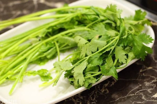 香菜怎么種植 其實(shí)不復(fù)雜 香菜怎么種植 其實(shí)不復(fù)雜