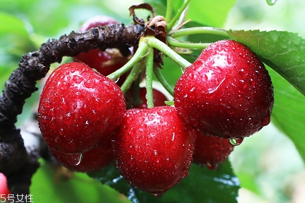 車?yán)遄映远嗔藭?huì)怎樣 吃多了有危害 車?yán)遄映远嗔藭?huì)怎樣 吃多了有危害