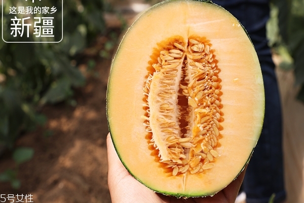 哈密瓜為什么不甜 原來(lái)是這個(gè)原因