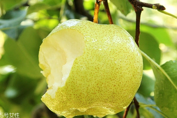 雪梨怎么去核 方法很簡單 雪梨怎么去核 方法很簡單