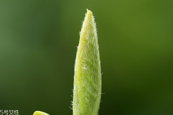 白茶怎么儲存方法 這些方法都好用