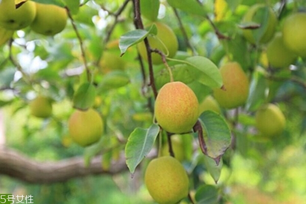 雪梨為什么有綠色的 可能是沒成熟的 雪梨為什么有綠色的 可能是沒成熟的
