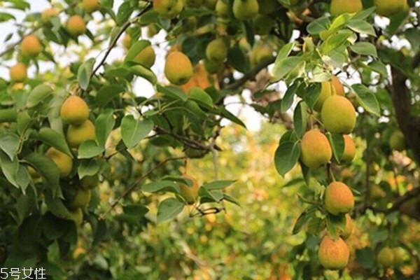 雪梨為什么有綠色的 可能是沒成熟的 雪梨為什么有綠色的 可能是沒成熟的