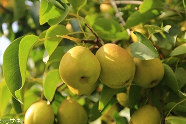 雪梨為什么會變黑 有以下原因 雪梨為什么會變黑 有以下原因