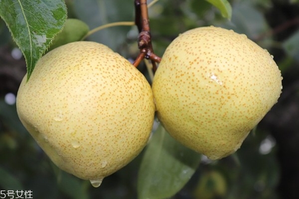 雪梨為什么會變黑 有以下原因 雪梨為什么會變黑 有以下原因