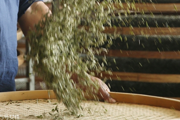 白毫銀針是什么香味 看完就明白了 白毫銀針是什么香味 看完就明白了