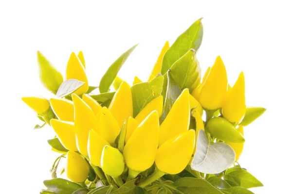 辣椒怎么切 這3個(gè)方法夠用了 辣椒怎么切 這3個(gè)方法夠用了