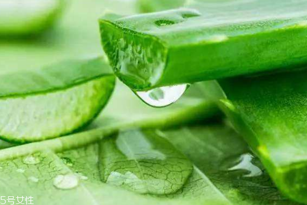 蘆薈都有哪些神奇的功效 蘆薈都有哪些神奇的功效