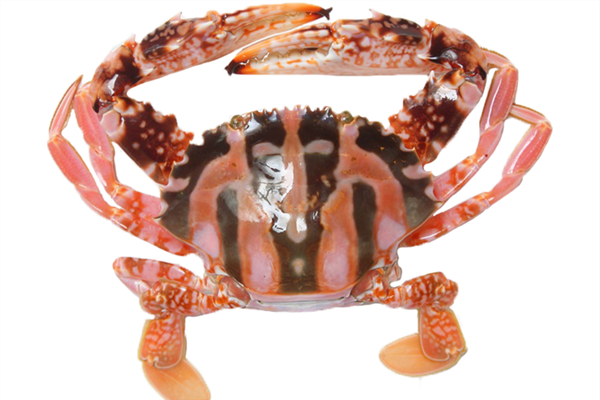 秋天吃什么螃蟹好 買對才能正確料理 秋天吃什么螃蟹好 買對才能正確料理