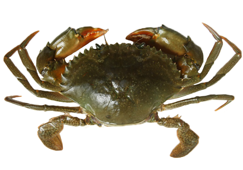 秋天吃什么螃蟹好 買對才能正確料理 秋天吃什么螃蟹好 買對才能正確料理