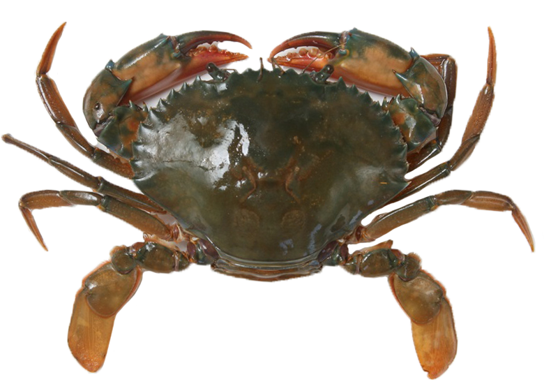 秋天吃什么螃蟹好 買對才能正確料理 秋天吃什么螃蟹好 買對才能正確料理